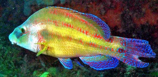 Symphodus tinca_000002